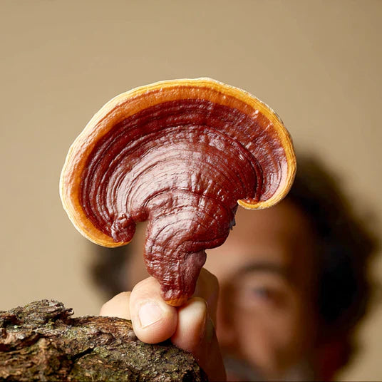 Ganoderma lucidum: cómo reducir la retención de líquidos y desinflamar el cuerpo naturalmente