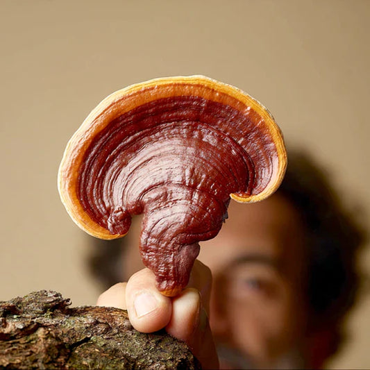 Ganoderma lucidum: cómo reducir la retención de líquidos y desinflamar el cuerpo naturalmente